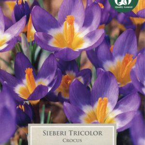 Crocus Sieberi Tricolor 12 Bulbs