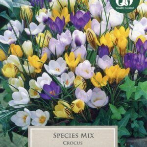 Crocus Species Mix 15 Bulbs
