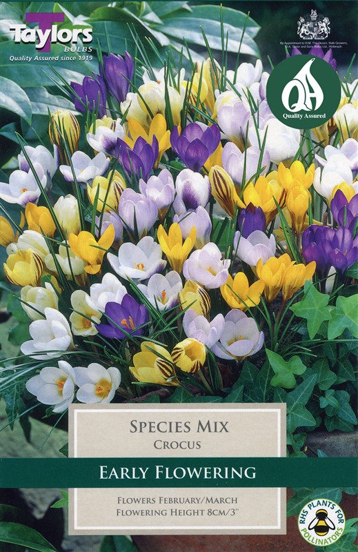 Crocus Species Mix 15 Bulbs