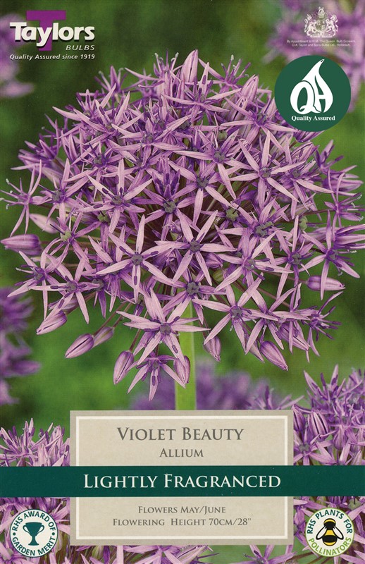 Allium Violet Beauty 6 Bulbs