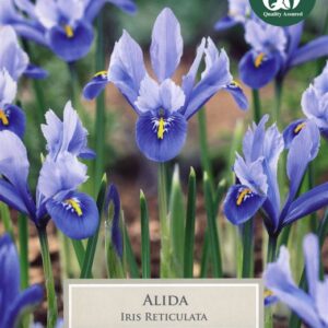 Iris Reticulata Alida 15 Bulbs
