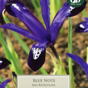 Iris Reticulata Blue Note 12 Bulbs
