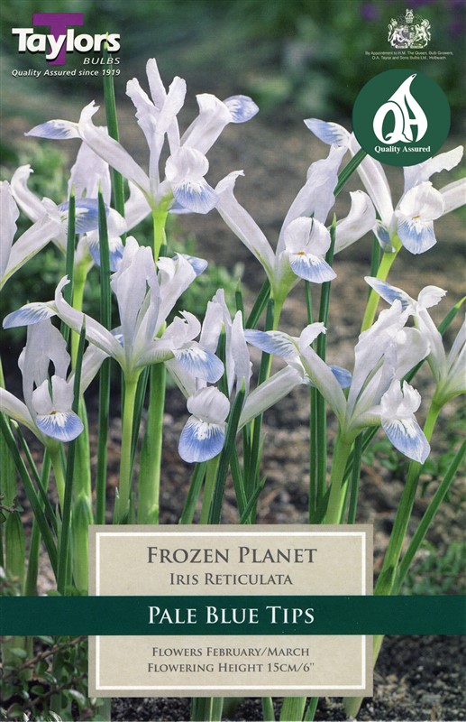 Iris Retic Frozen Planet 12 Bulbs