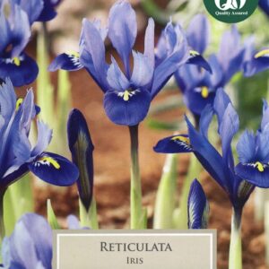 Iris Reticulata 15 Bulbs