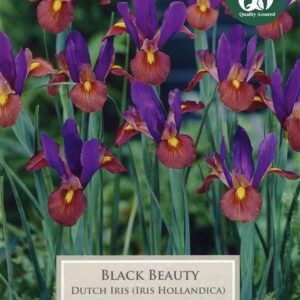 Iris Black Beauty 10 Bulbs