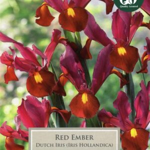 Iris Red Ember 8 Bulbs