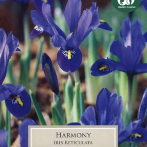 Iris Reticulata Harmony 15 Bulbs