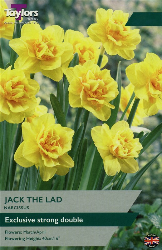 Narcissus Jack The Lad 12-14 P/P