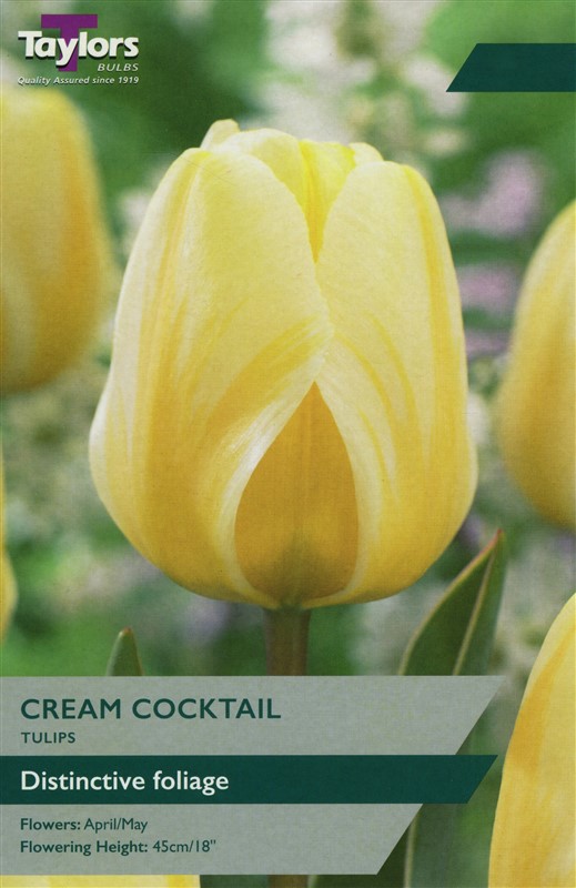 Tulip Cream Cocktail 11-12 P/P