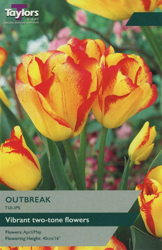 Tulip Outbreak 11-12 Pre-Pack