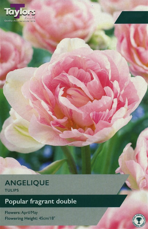 Tulip Angelique 11-12 P/P
