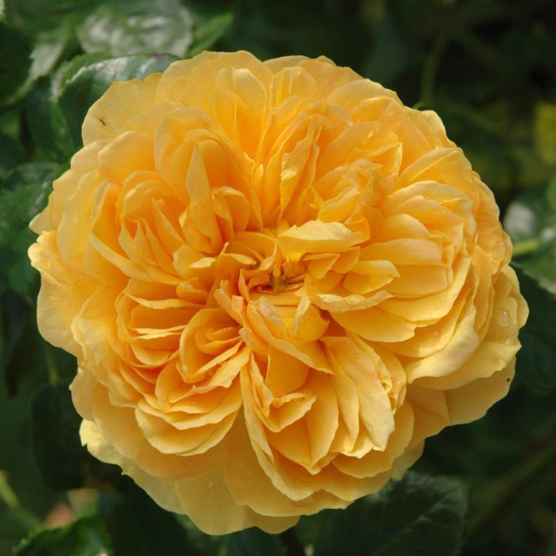 Leah Tutu Rose