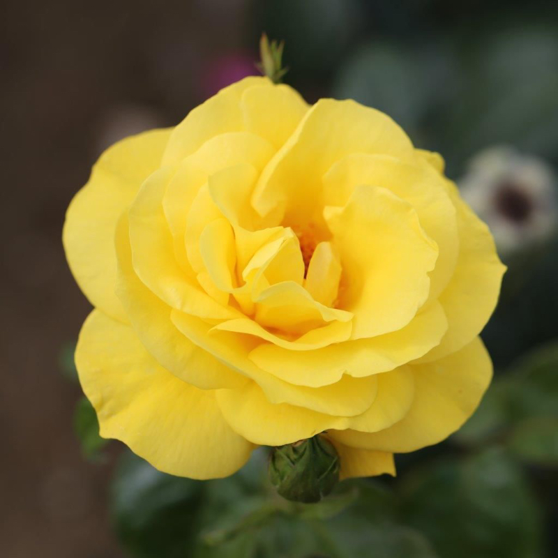 Golden Wedding Gift Rose