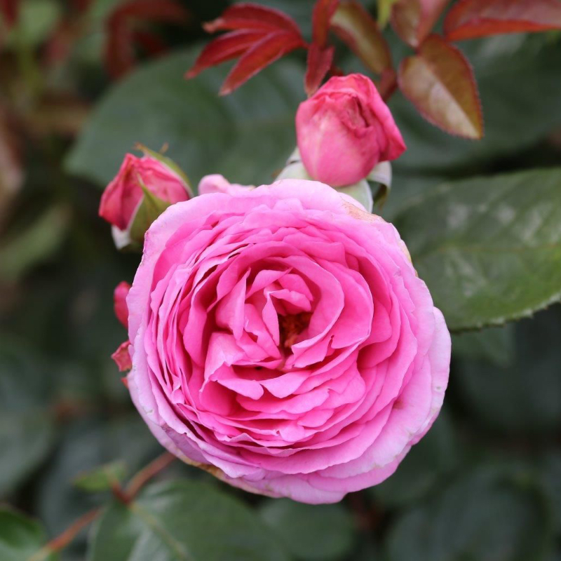 Mum In A Million Gift Rose
