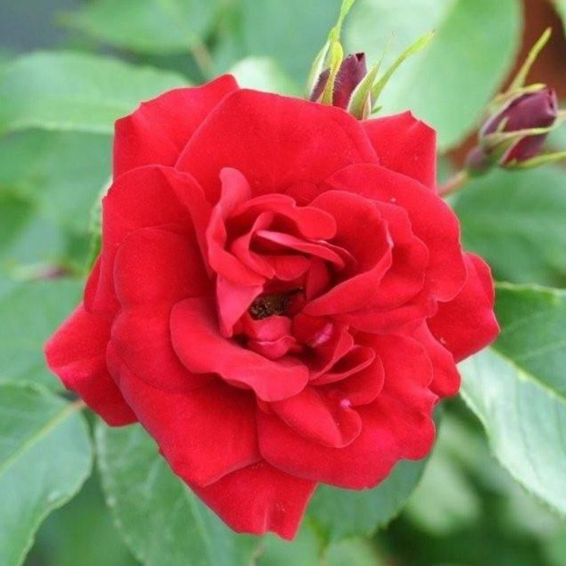 Ruby Anniversary Gift Rose