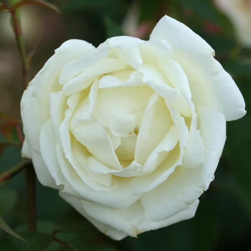 Silver Anniversary Gift Rose