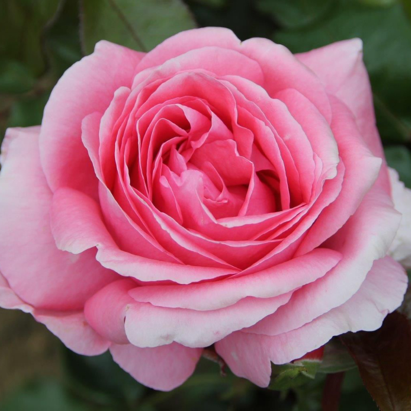 Special Anniversary Gift Rose