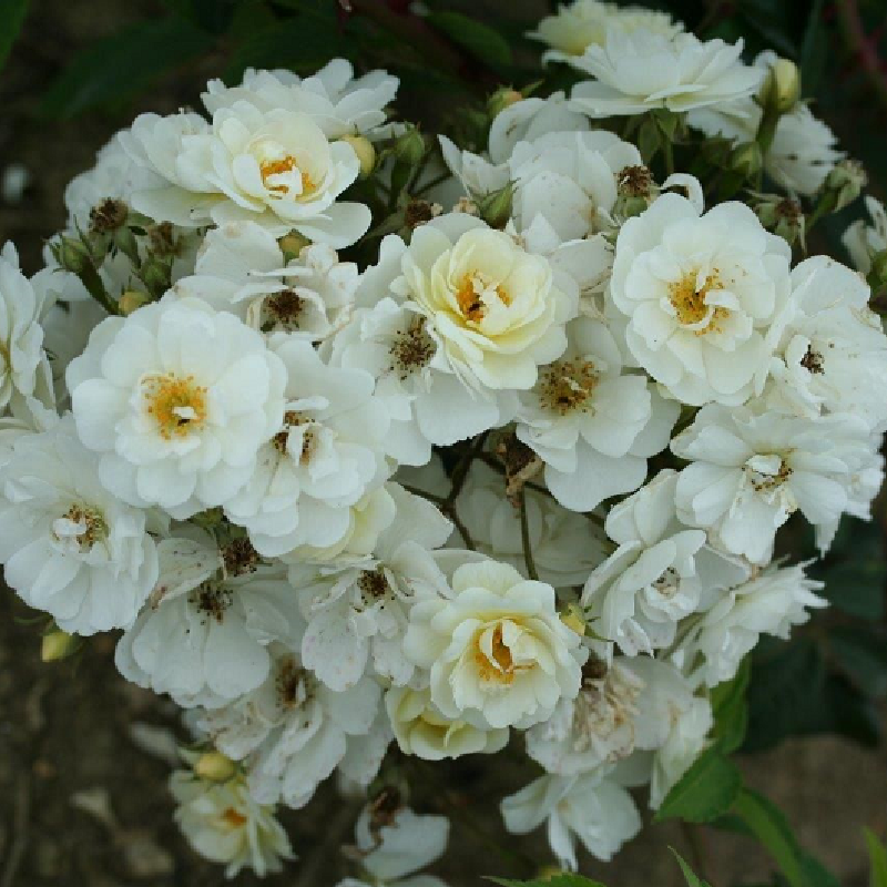 Rambling Rector