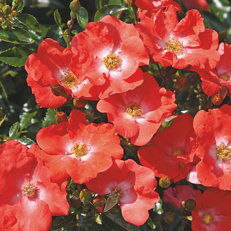 Flower Carpet Rose - Sunset