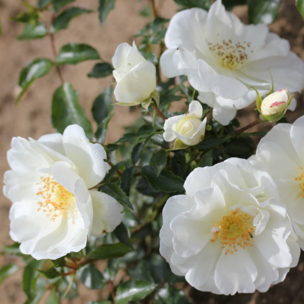 Flower Carpet Rose - White