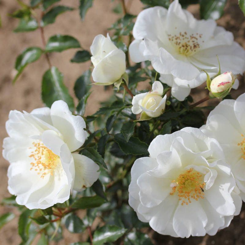 Flower Carpet Rose - White