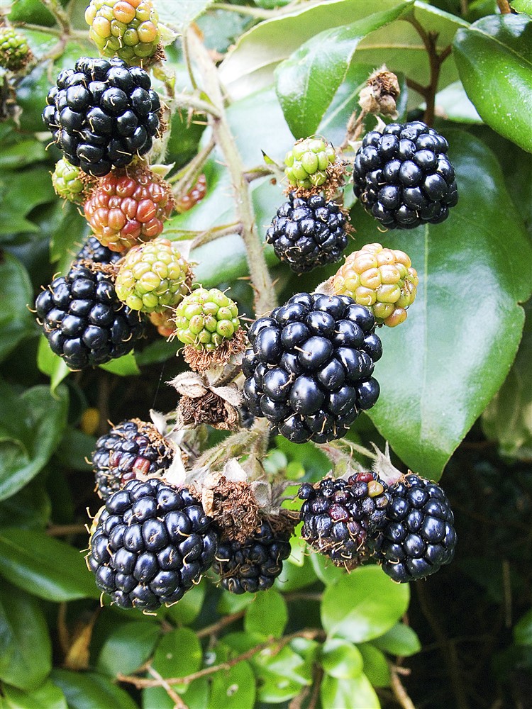 Blackberry Bedford Giant 3L