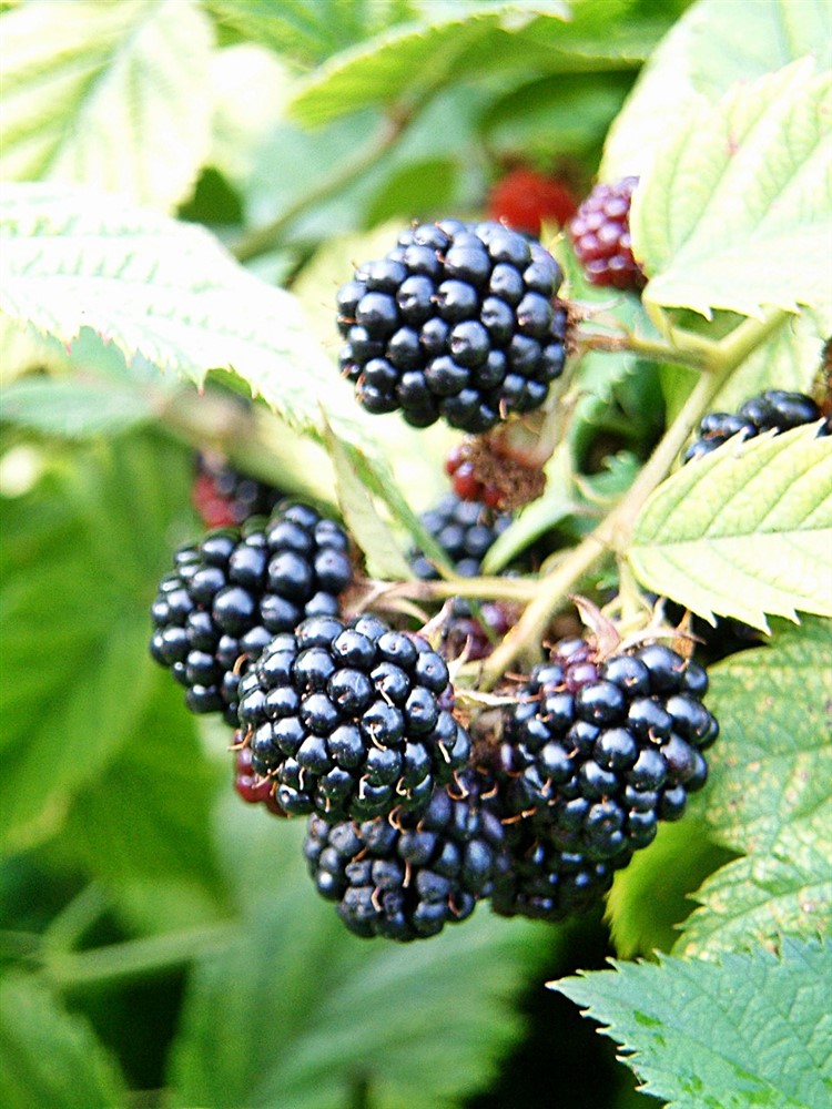 Blackberry Merton Thornless 3L