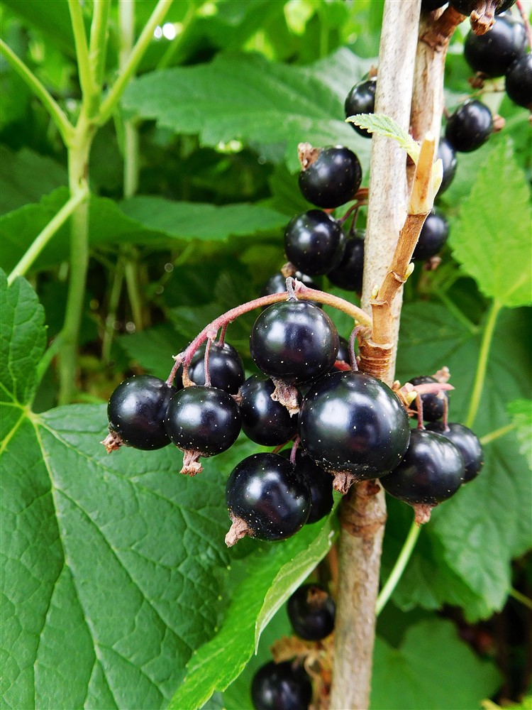 Blackcurrant Ben Tirran 3L