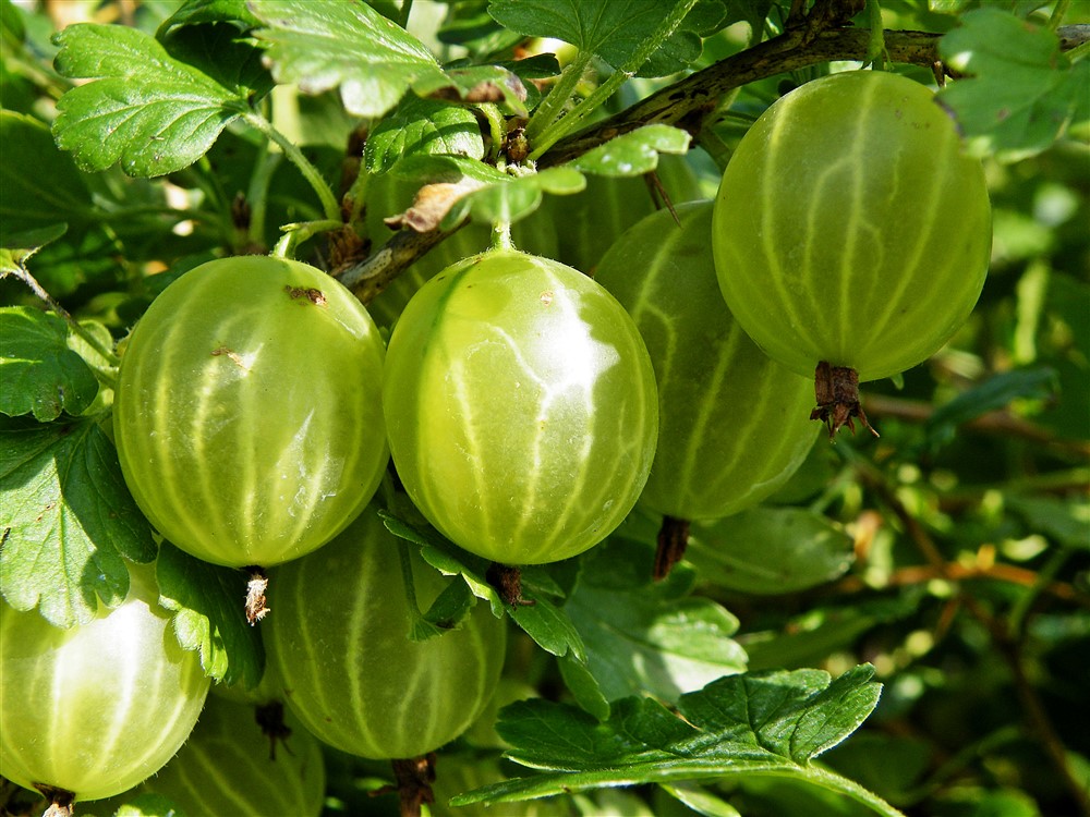 Gooseberry Hinnonmaki Yellow 3L