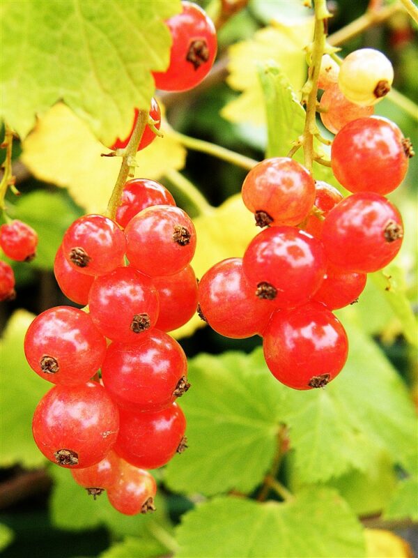 Redcurrant Jonkheer Van Tet 3L