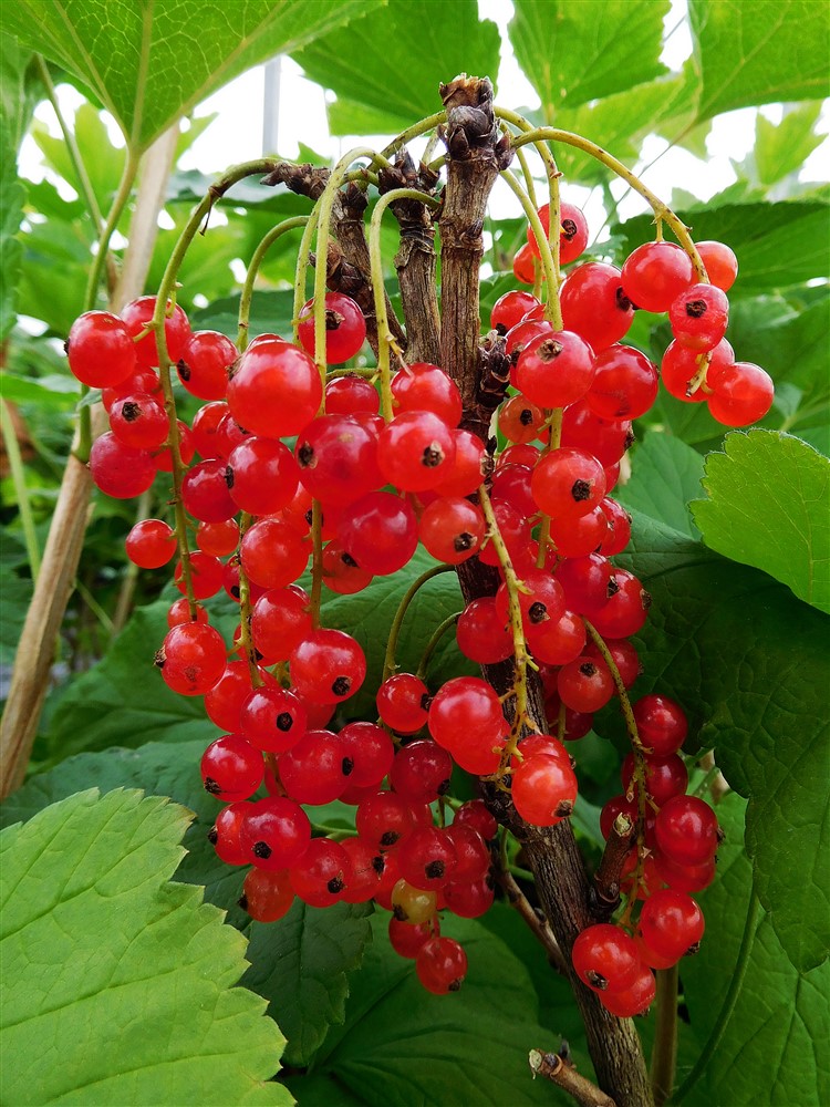 Redcurrant Rovada 3L