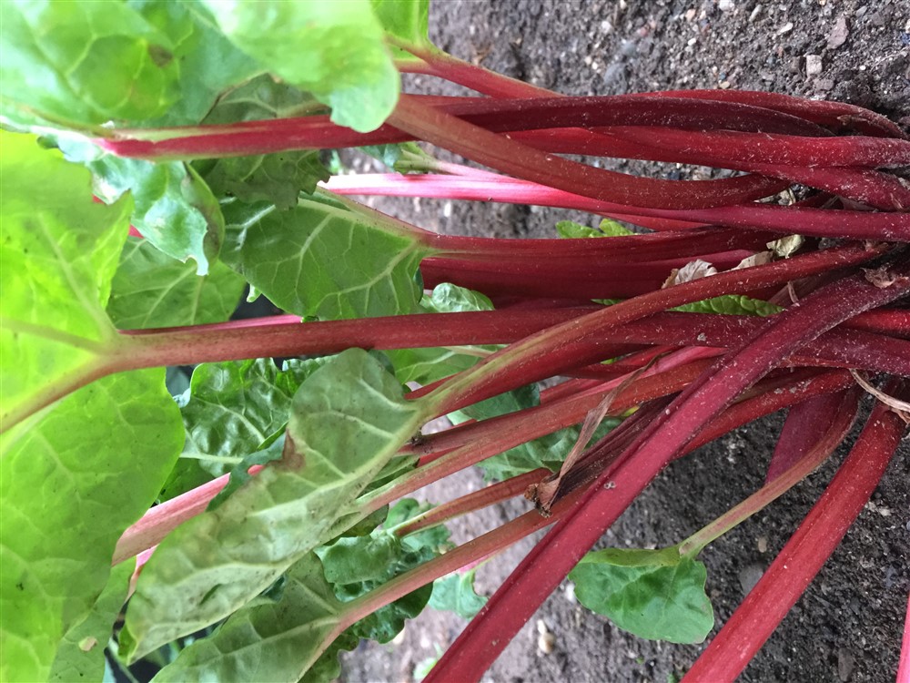 Rhubarb Stockbridge Arrow 3L