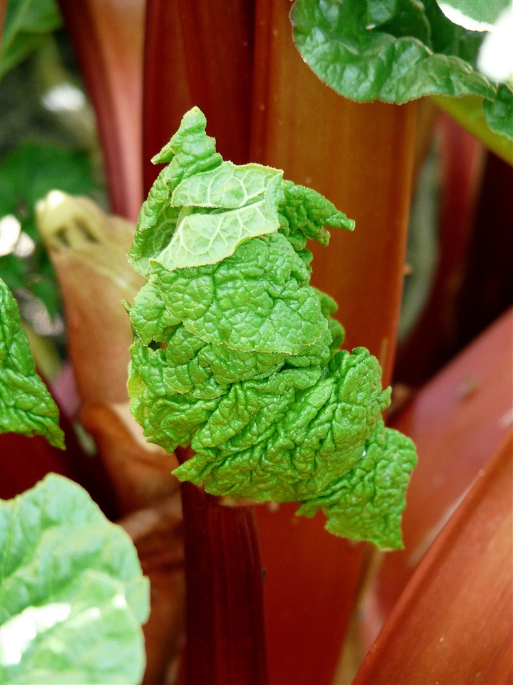 Rhubarb Glaskins Perpetual 3L