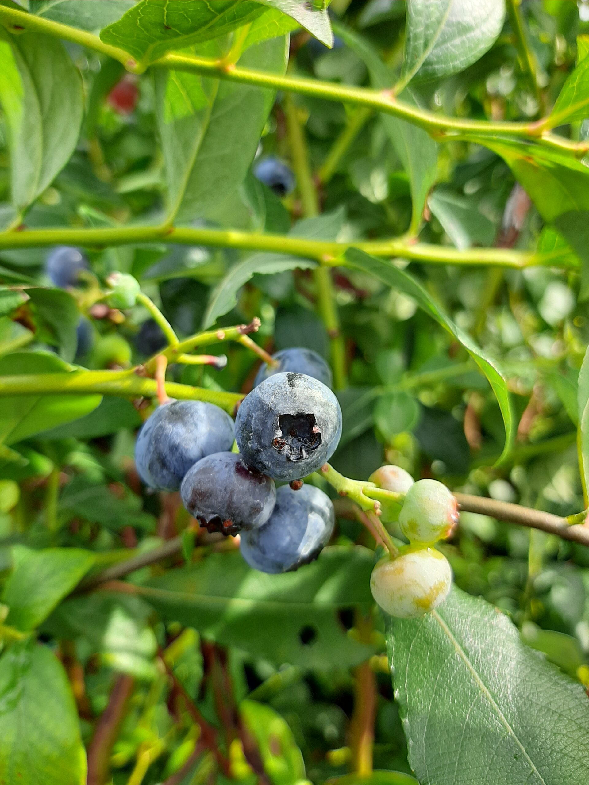 Blueberry Elizabeth 3L