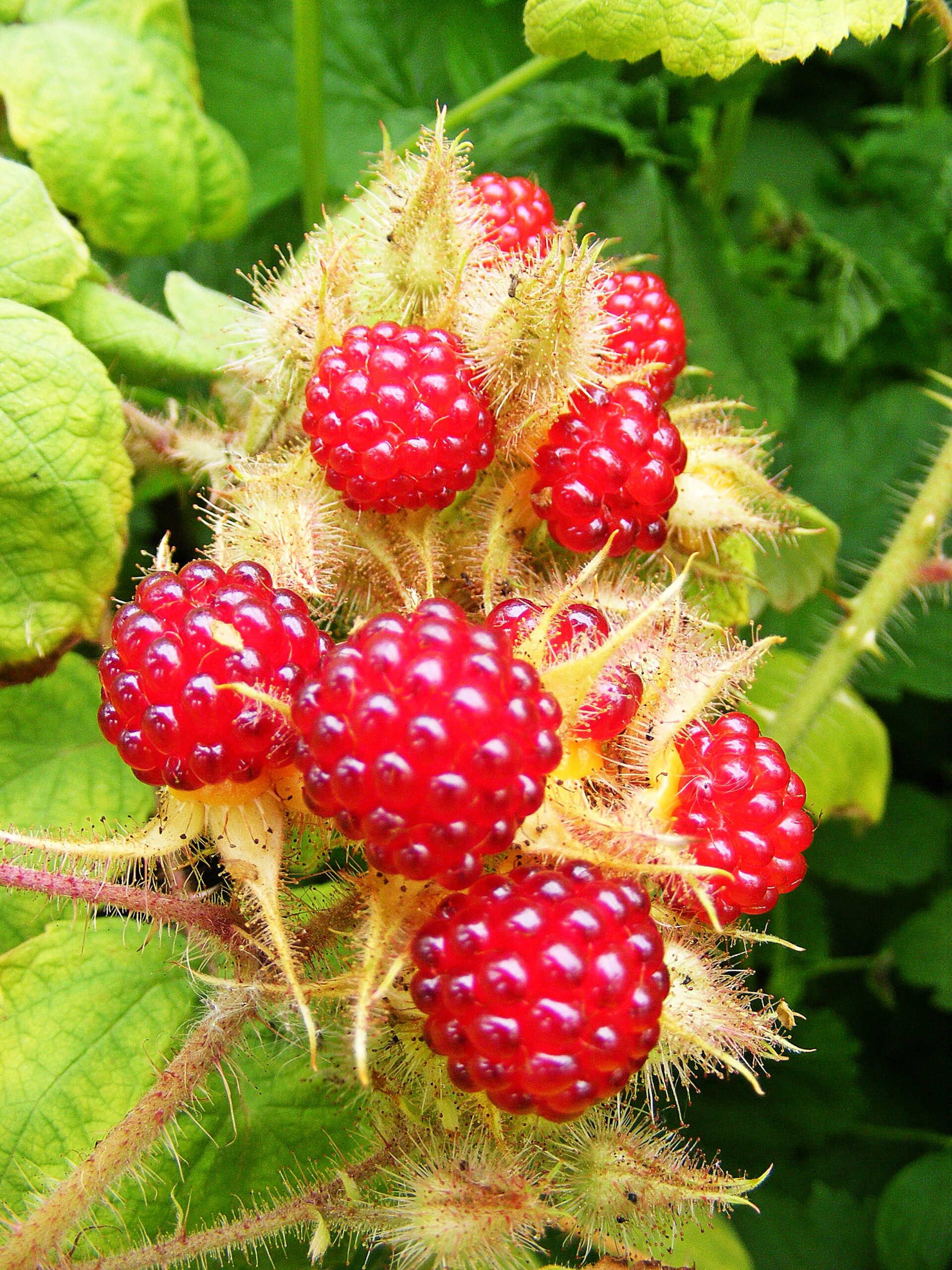 Japanese Wineberry 3L