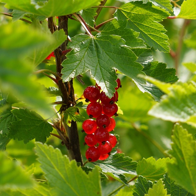 Redcurrant  Rolan 3L