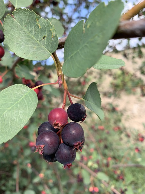 Saskatoon Honeywood 3L