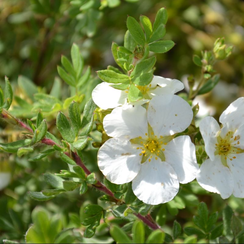 Potentilla frut. 'Abbotswood' 3ltr