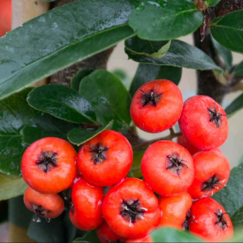 Pyracantha coccinea Red Star