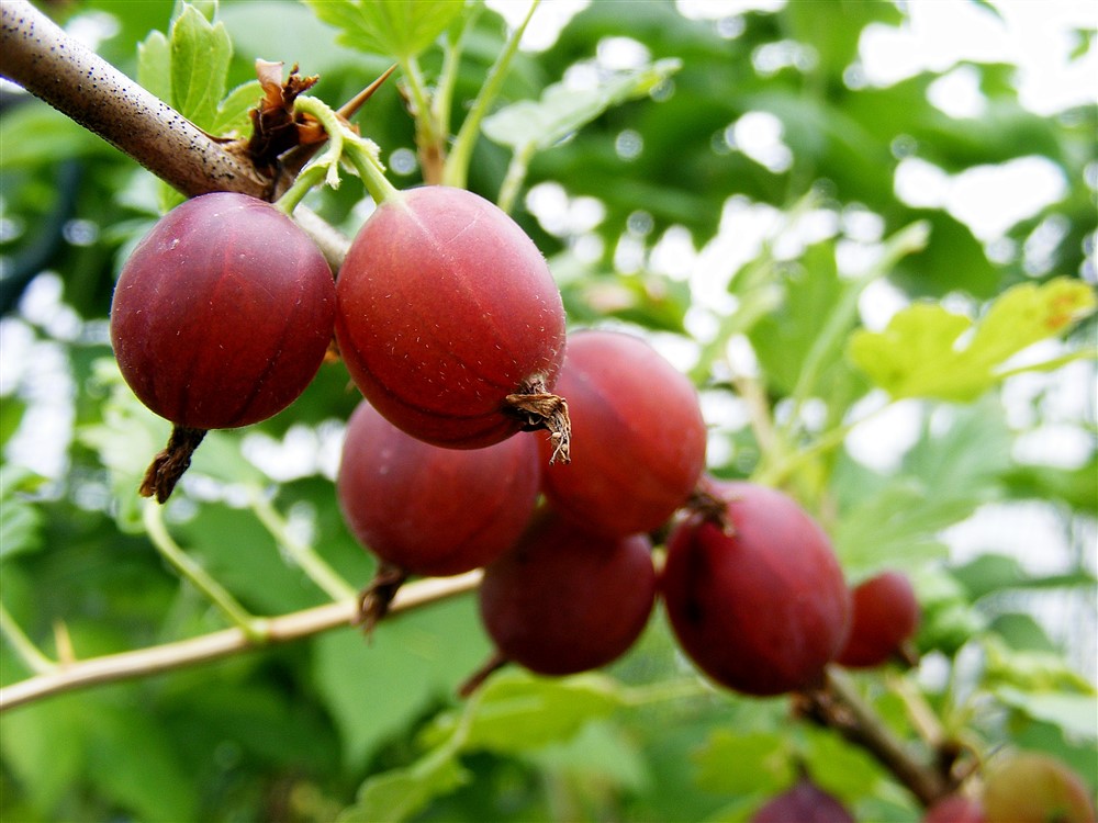 Gooseberry Captivator 3L