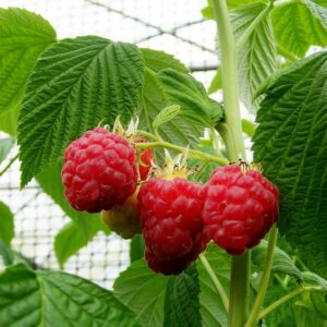 Raspberry Glen Clova 5's 3L