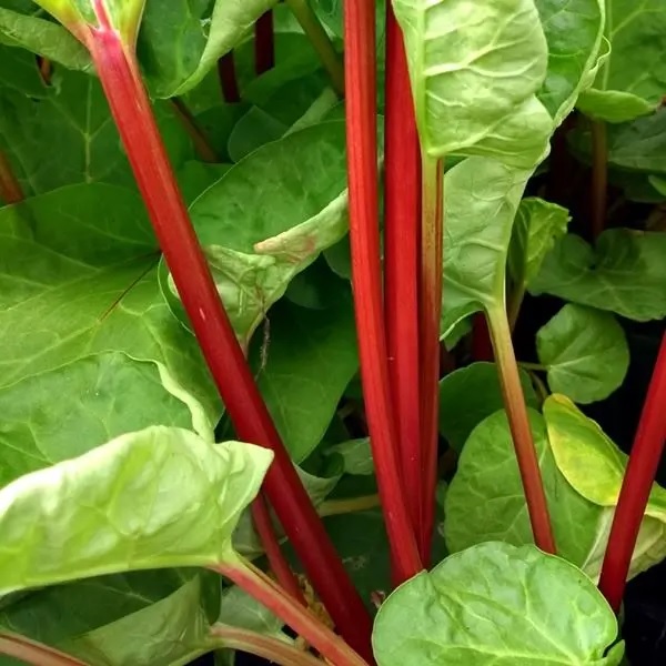 Rhubarb Canada Red 3L