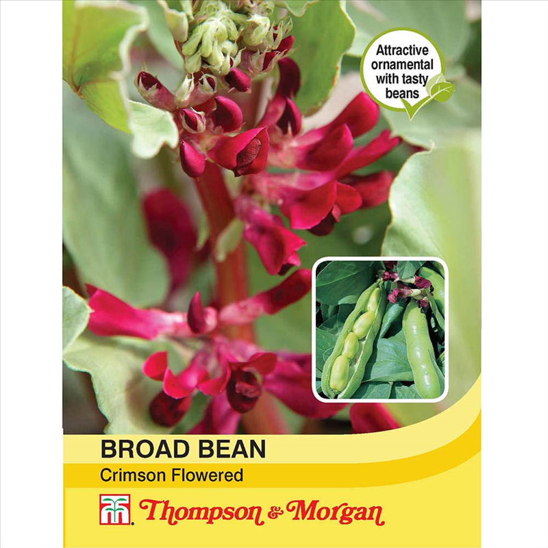 Broad Bean Crimson