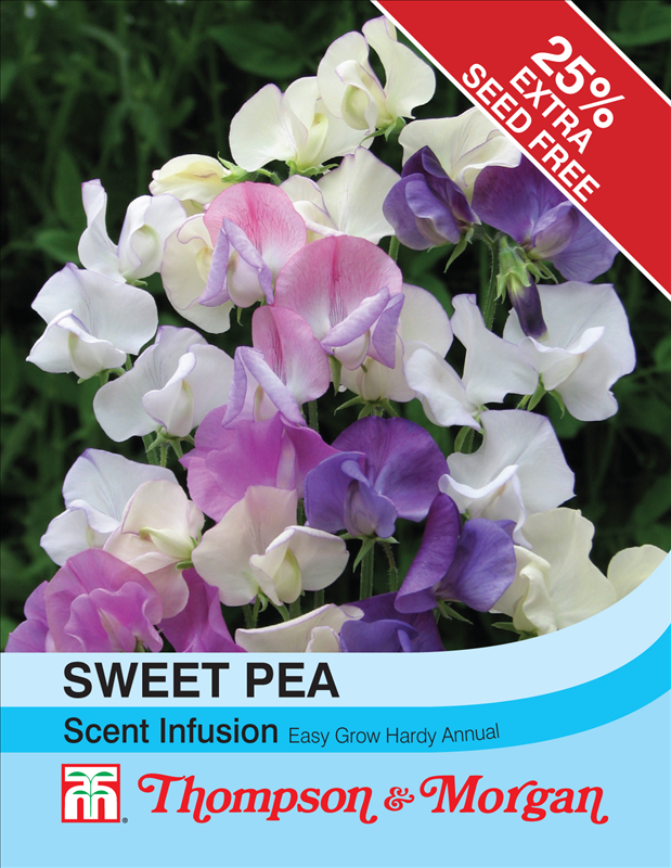 Sweet Pea Scent Infusion