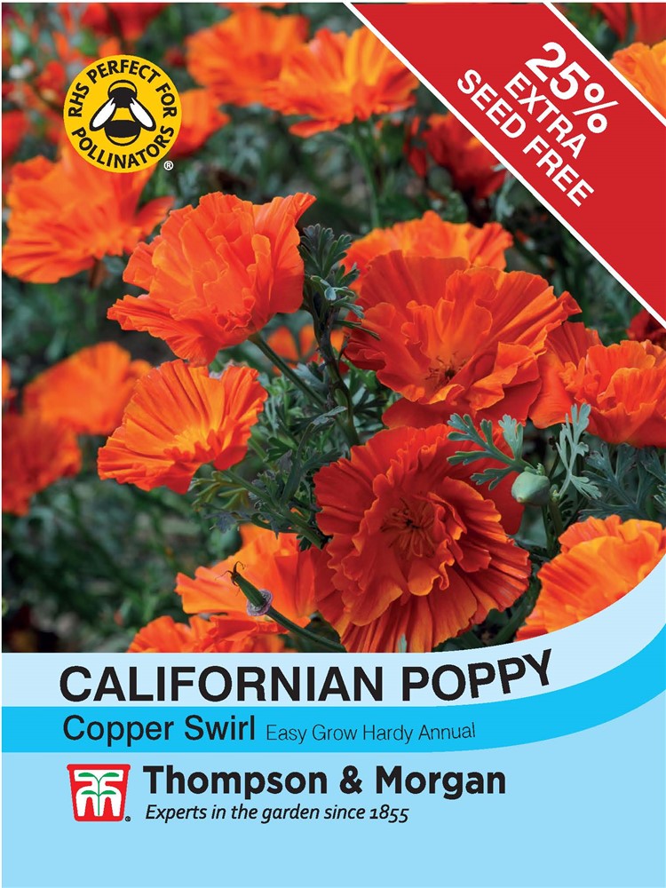 Californian Poppy Copper