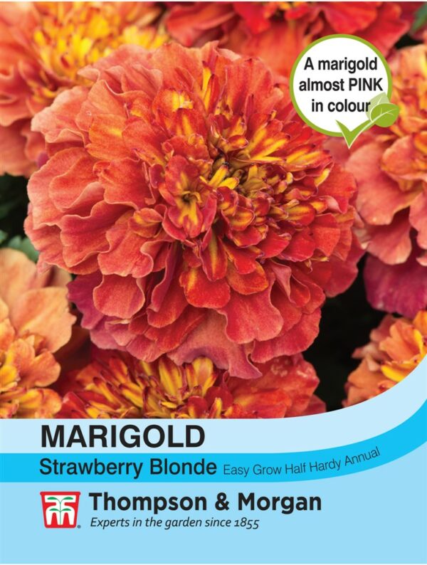 Marigold Strawberry Blonde
