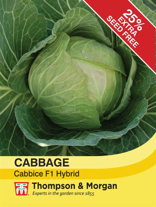 Cabbage Cabbice F1 Hybrid