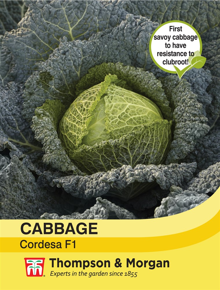 Cabbage Savoy Cordesa F1