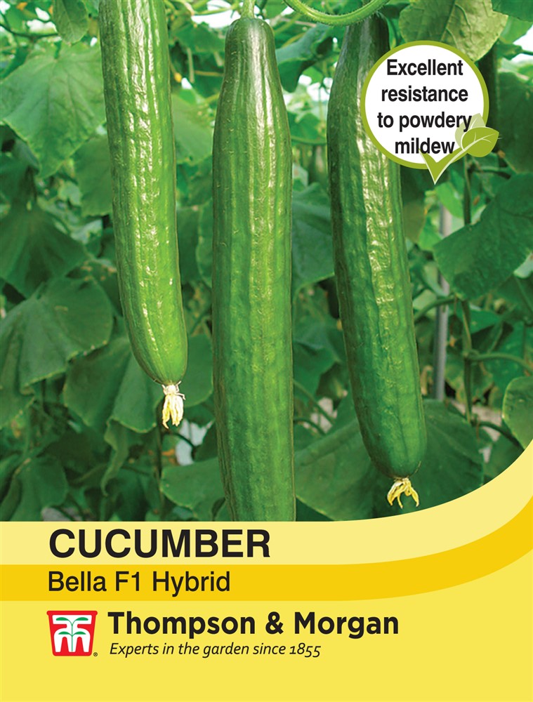 Cucumber Bella F1 Hybrid