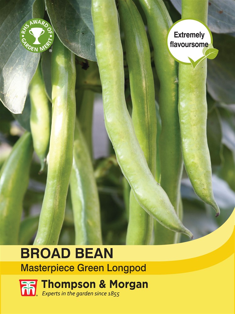 Broad Bean Masterpiece